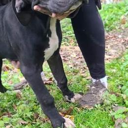 Great Dane Puppies from Trisha Self's Great Danes