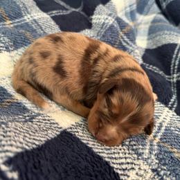 Tucker - Red merle male Australian Shepherd puppy in Charlotte, North Carolina from Awesome Aussies