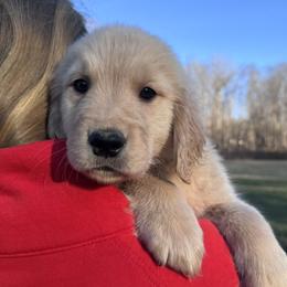 Green Boy - Golden male Golden Retriever puppy in Silver Lake, Indiana from Seven Hills Goldens