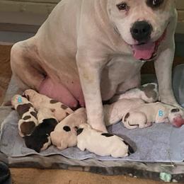 Girl 1 - White female American Bulldog puppy in Pace, Florida from Genesis American Bulldogs