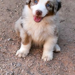 Australian Shepherd Puppies from Mott Ranch - Blazin' Sun Aussies