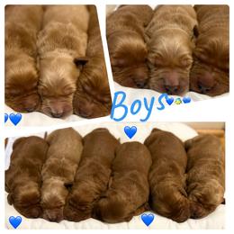 Golden Retriever Puppies from Golden Bunns Retrievers