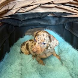 Willow - Dapple female Dachshund puppy in Modesto, California from Raws Doxies