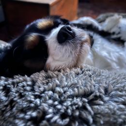 Cavalier King Charles Spaniel Puppies from CreekSong Farm Companions