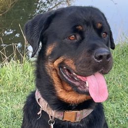 Rottweilers from Turn Around Hounds