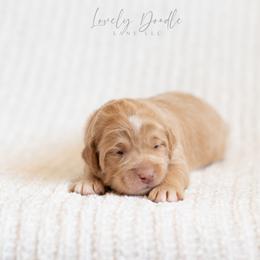 Brown Collar Boy - Caramel cream male Australian Labradoodle puppy in Thousand Oaks, California from Lovely Doodle Lane