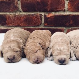 "Skye's Winter 2019" Goldendoodle and Poodle Puppies from Reddy Poodles & Doodles
