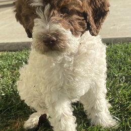 Lagotto Romagnolo Puppies from Sandra Lowrey's Lagotto Romagnolo