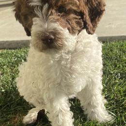 Lagotto Romagnolo Puppies from Sandra Lowrey's Lagotto Romagnolo
