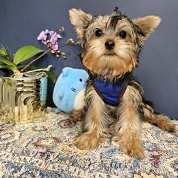Mr. Blue - Black and gold male Yorkshire Terrier puppy in Tamarac, Florida from Yorkiefamily7