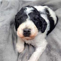 Snoopy - Parti male Poodle puppy in Dover, Delaware from Dogtastic Poodles