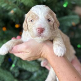 Gilbert - Yellow and white male Bernedoodle puppy in Yuciapa, California from AlltheDoodlez_