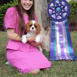 Cavalier King Charles Spaniel Puppies from Ohana Cavaliers