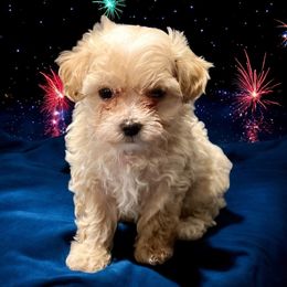 Snoop - Cream male Maltipoo puppy in Bells, Texas from Partridge Doodles and Poodles