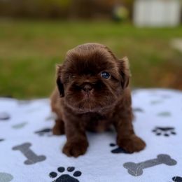 Sophie - Liver female Shih Tzu puppy in Wakefield, Rhode Island from Shih Tzu Companions