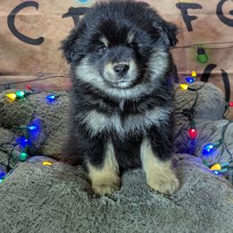 Robin - Black female Finnish Lapphund puppy in Lower Alloways Creek, New Jersey from Curticey Finnish Lapphunds