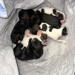 Cocker Spaniel Puppies from Home Grown Cocker Spaniels