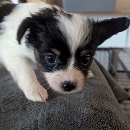 Girl 2 - White black and tan female Papillon puppy in Joshua, Texas from Summertime Kennels