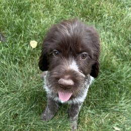 Wacky - Brown and gray male Wirehaired Pointing Griffon puppy in Fort Collins, Colorado from Gypsy Creek Griffons