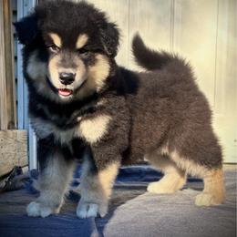 Reacher - Black and white male Alaskan Malamute puppy in Michigan from Warrior’s Legacy Alaskan Malamutes