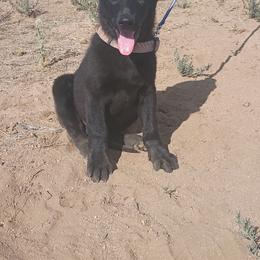 Grim - Black male German Shepherd puppy in Cochise, Arizona from Freiheit Von Himmel  Shepherds