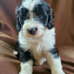 Otis - Black and white male Sheepadoodle puppy in Bellevue, Iowa from Fluffy Wonders Poms and Doodles