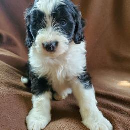 Otis - Black and white male Sheepadoodle puppy in Bellevue, Iowa from Fluffy Wonders Poms and Doodles