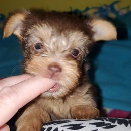 Yorkshire Terrier Puppies from Precious Paws LLC