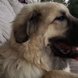 Anatolian Shepherd Dogs from Quackleberry Farm