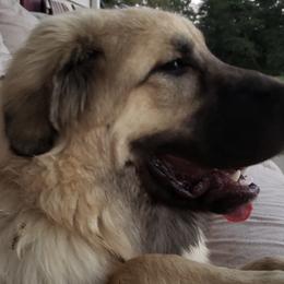 Anatolian Shepherd Dogs from Quackleberry Farm