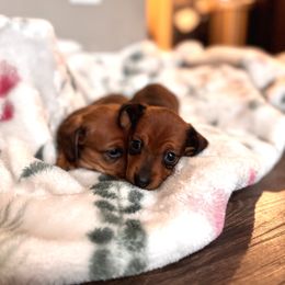 Dachshund Puppies from Florida Dippin’ Dachshunds & Aussiedoodles