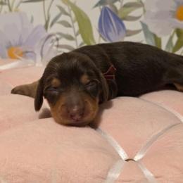 Girl 1 - Chocolate and tan female Dachshund puppy in Romney, Indiana from Brown's Valley Dachshunds