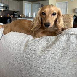 Peanut - Dachshund