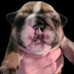 Boy 3 - Chocolate tri-color male Bulldog puppy in Fort Gaines, Georgia from Carrie's Bulldogs