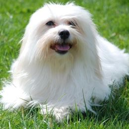 Havanese and Pugs from Camelot Kennel