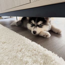 Pomsky Puppies from Pomsky Playpen