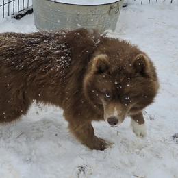 Fiona - Siberian Husky