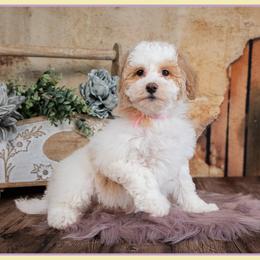 Sophia - Parti female Goldendoodle puppy in Connersville, Indiana from Deaz Doodle Ranch
