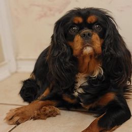 Olive - Cavalier King Charles Spaniel