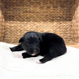 Porter - Black tri-color male Australian Shepherd puppy in Unionville, Iowa from Soap Creek Kennels