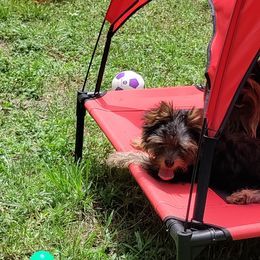 Yorkshire Terrier Puppies from Twilights Yorkies FL