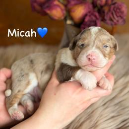 Micah - Red merle male Aussiedoodle puppy in Lancaster, Minnesota from Finney Ranch