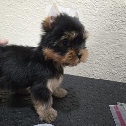 Little Aaron - Black and gold male Yorkshire Terrier puppy in Kissimmee, Florida from Twilights Yorkies FL