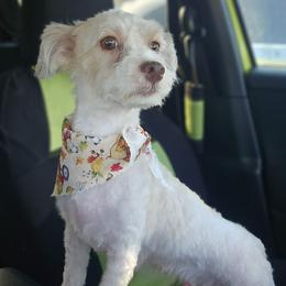Mitzy - Havanese