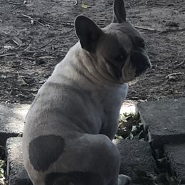 Spike - French Bulldog