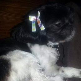Shih Tzus from Donna M Swain's Shih Tzus