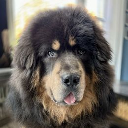 Azul - Tibetan Mastiff