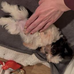 Rudolf - Black and white male Shih Tzu puppy in Harrisburg, Pennsylvania from Harrisburg Shih Tzus