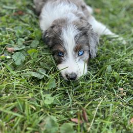Aussiedoodle Puppies from A Dose Of Doodle