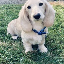 Dachshund Puppies from Northwest Dachshunds